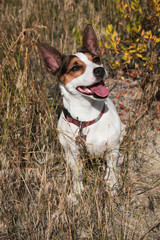 Happy terrier dog with big smile sitting outdoors in dried grass on a late summer day