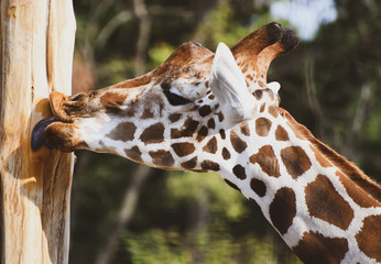 Funny Giraffe