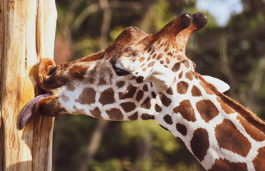 Funny Giraffe