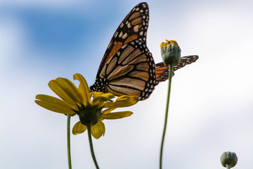 Butterfly sitting on yellow daisy