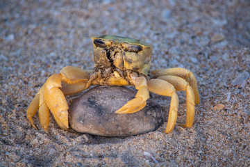 Close up of a crab on a rock