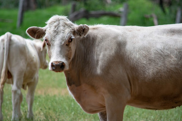 Cow in a paddock looking at the camera