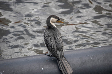 Darter bird resting on a pipe