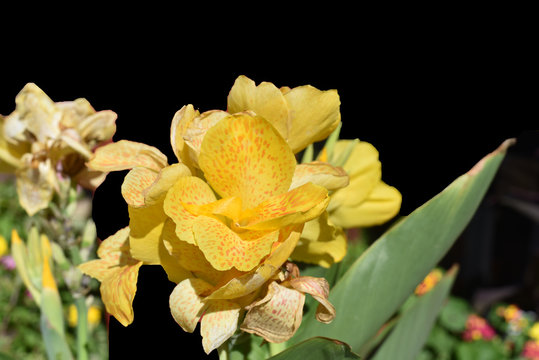 Yellow Orchid Stalks