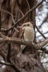 Kookaburra sitting on a branch