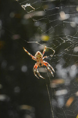 Colorful Orb Spider in a web