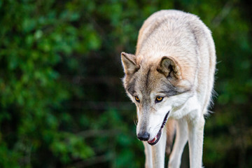 Single beautiful wild wolf outdoors at summer day
