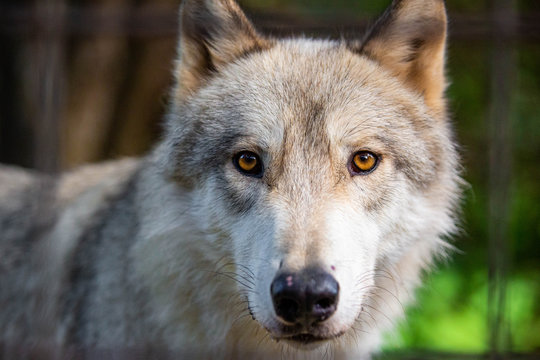 Single beautiful wild wolf outdoors at summer day