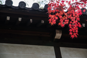 京都紅葉