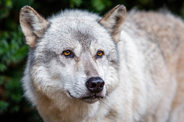 Single beautiful wild wolf outdoors at summer day