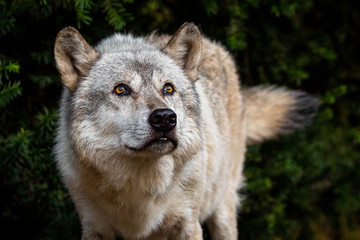 Single beautiful wild wolf outdoors at summer day