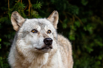 Single beautiful wild wolf outdoors at summer day