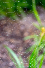 Droplets on a spider web