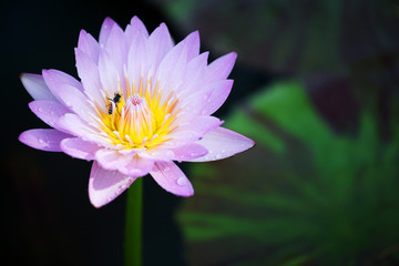 beautiful blooming lotus flower as background.