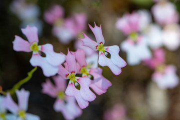 Wild pink trigger plant orchids