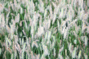 close up of reeds grass background