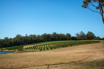 Obraz premium Vineyard on the side of a hill