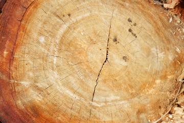Naklejka premium grunge log wood texture background of annual rings.
