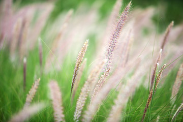Fototapeta na wymiar close up of beautiful reeds grass field