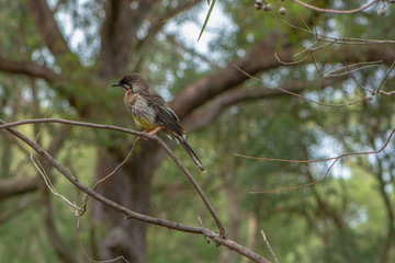 Wattle bird sunning on a branch