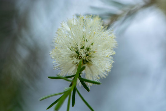 “White Bottlebrush” Images – Browse 39 Stock Photos, Vectors, and Video