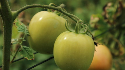 Fresh tomatoes from the wake garden in Thailand