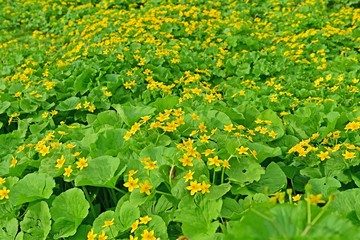 湿原に咲く満開のミヤマキンポウゲの花＠大雪山、北海道