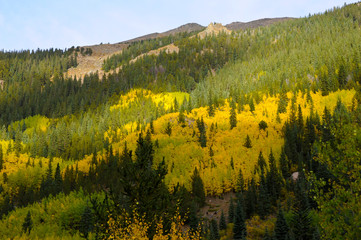 Aspens