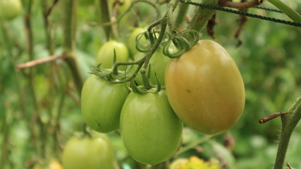 Fresh tomatoes from the wake garden in Thailand