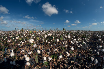Field with ripened cotton. Above the field there is a blue sky with light white clouds. Texas, USA