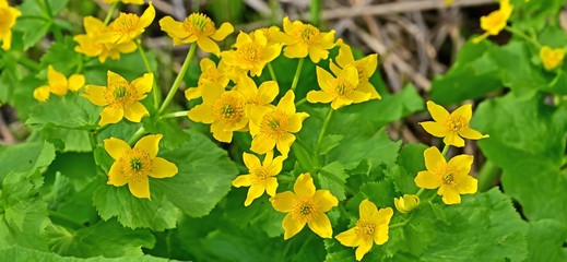 湿原に咲く満開のミヤマキンポウゲの花＠大雪山、北海道