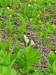 ミヤマキンポウゲ咲く湿原のミズバショウ＠大雪山、北海道