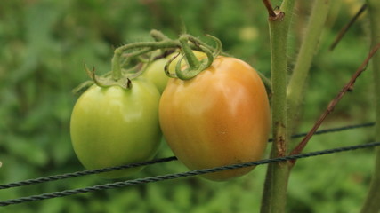 Fresh tomatoes from the wake garden in Thailand