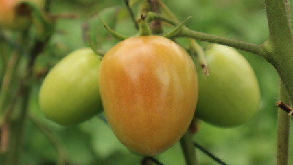 Fresh tomatoes from the wake garden in Thailand