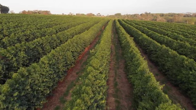 planta&ccedil;&atilde;o de caf&eacute; no Brasil.