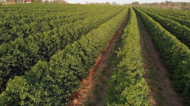 planta&ccedil;&atilde;o de caf&eacute; no Brasil.