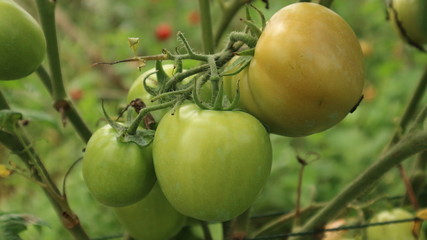 Fresh tomatoes from trees in Thailand vegetable garden