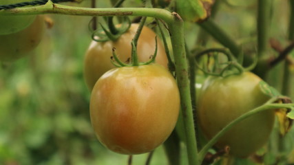 Fresh tomatoes from trees in Thailand vegetable garden