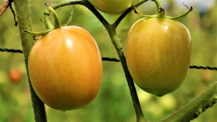 Fresh tomatoes from trees in Thailand vegetable garden