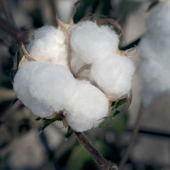 Open box of cotton. Five segments. Texas, USA
