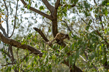 Squirrel in the tree  