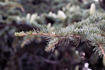 Naklejka na ściany i meble branch of a tree fir