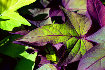 Bright ivy leaves closeup. Purple and green ivy leaves