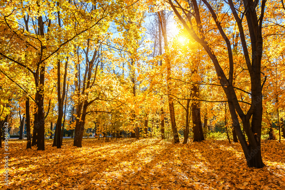Fototapete Sunny autumn landscape with golden trees and blue sky in a city park