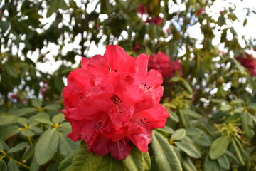 The Flower in North Island, New Zealand