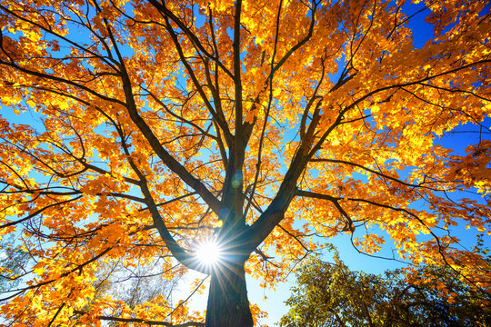 Sunny autumn golden maple tree over blue sky