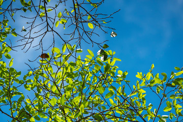 Bright green leaves and beautiful sky background