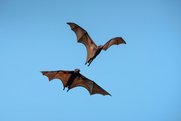 Bats flying on blue sky background