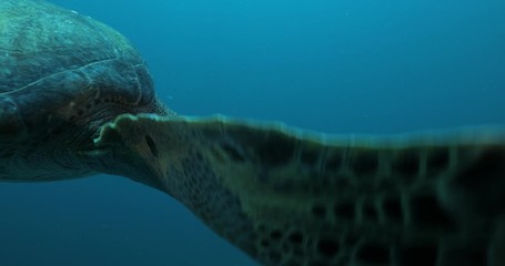 Green Turtle, (Chelonia mydas) swimming on the reefs of the Sea of Cortez, Baja California Sur, Mexico.