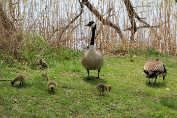 Geese family on the river's beach